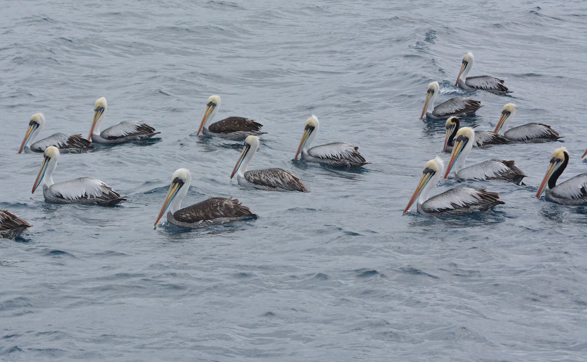 Peru Pelikanı - ML643856567