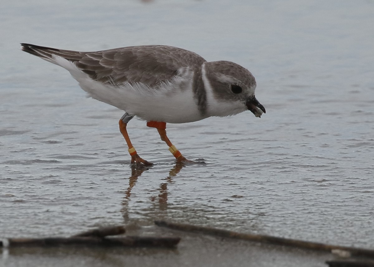 Piping Plover - ML643856576