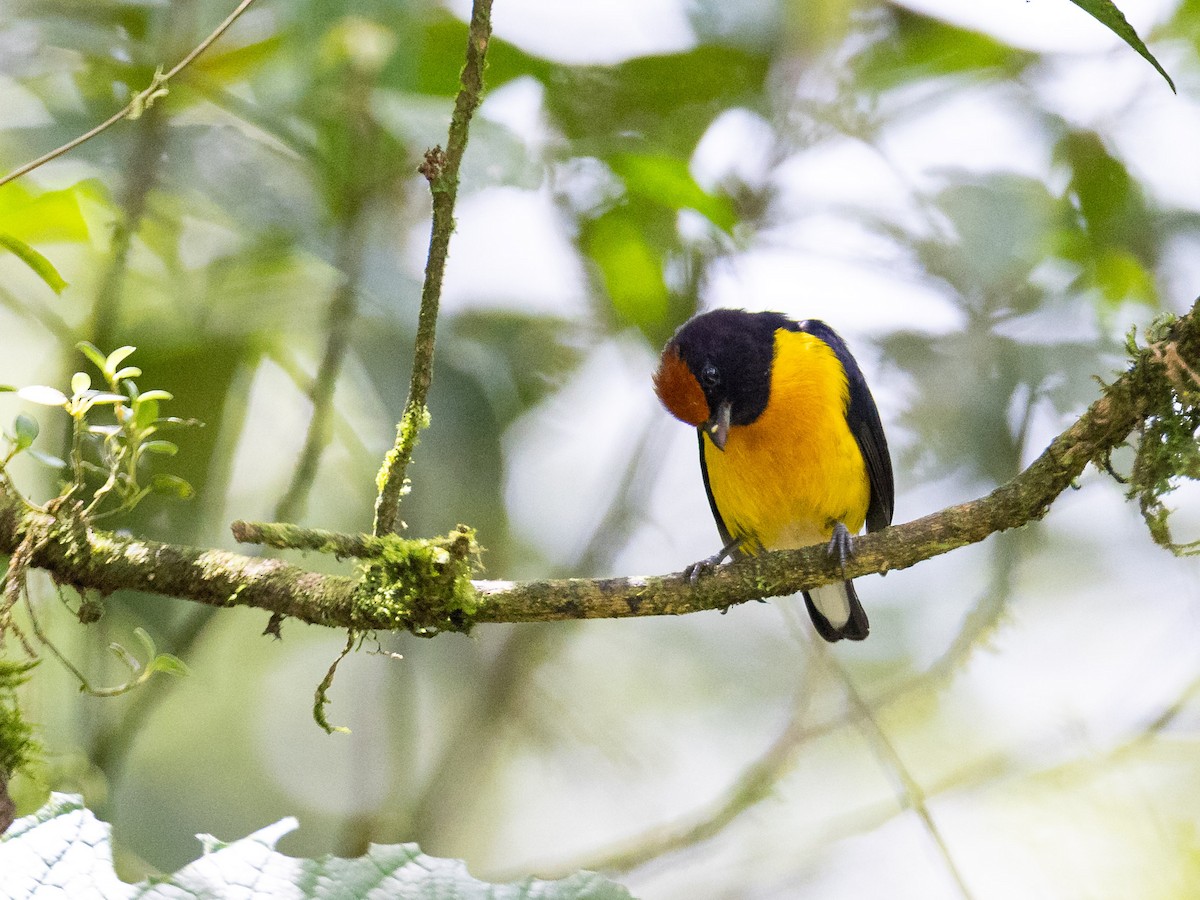 Tawny-capped Euphonia - ML643856579