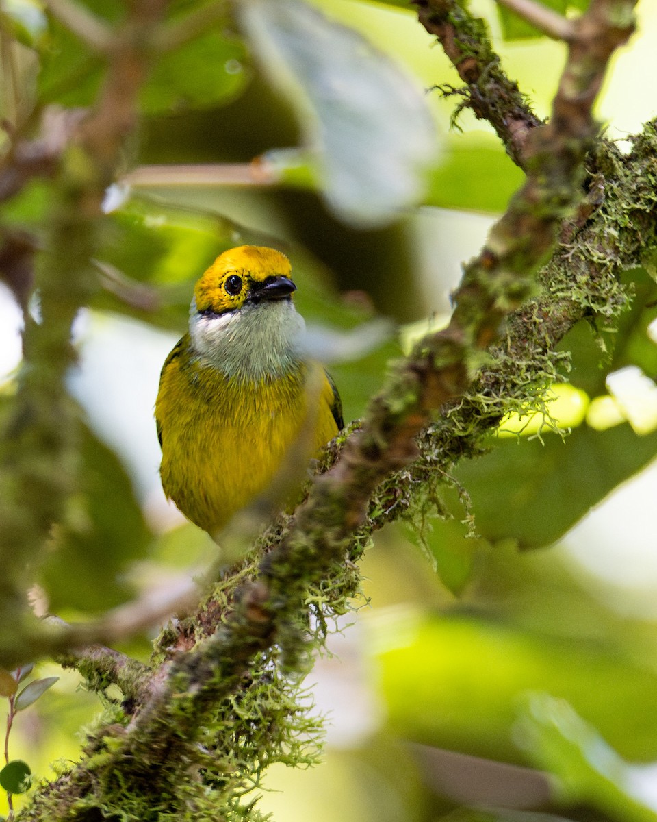 Silver-throated Tanager - ML643856596