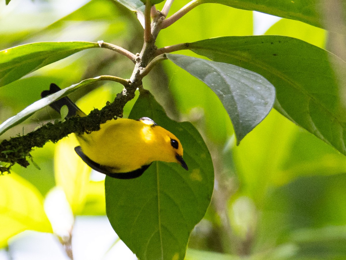 Tangara Negriamarilla - ML643856599