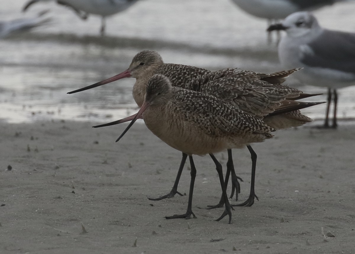 Marbled Godwit - ML643856605