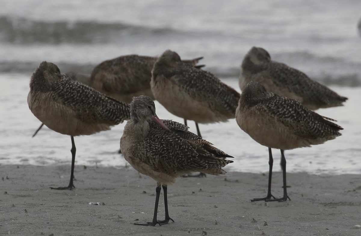Marbled Godwit - ML643856606