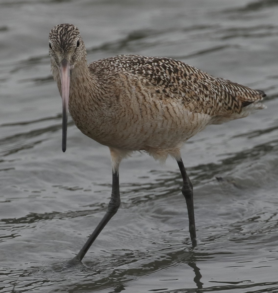 Marbled Godwit - ML643856607