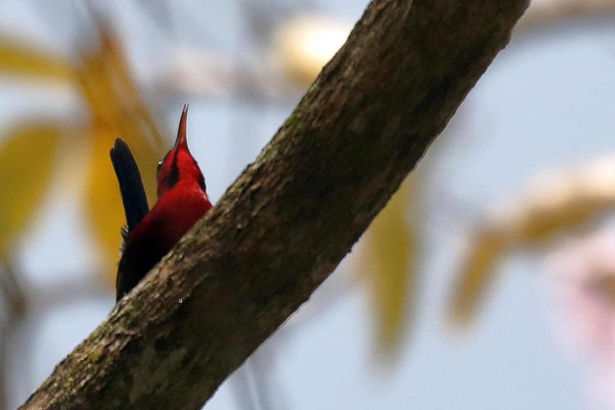 Crimson Sunbird - ML643856608