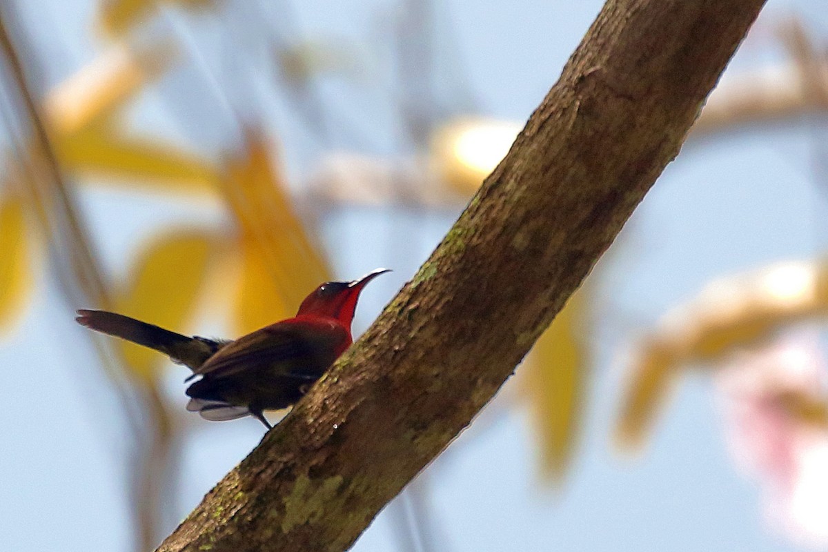 Crimson Sunbird - ML643856609