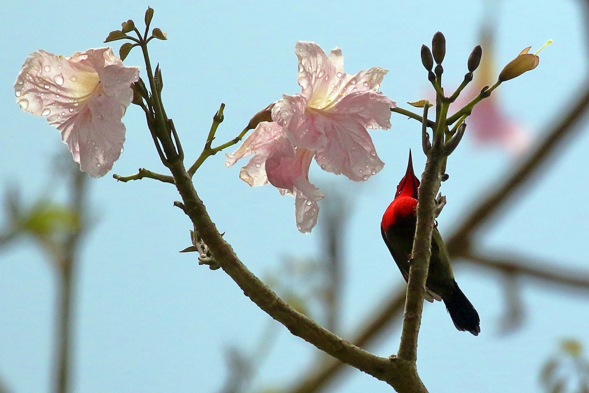 Crimson Sunbird - ML643856610
