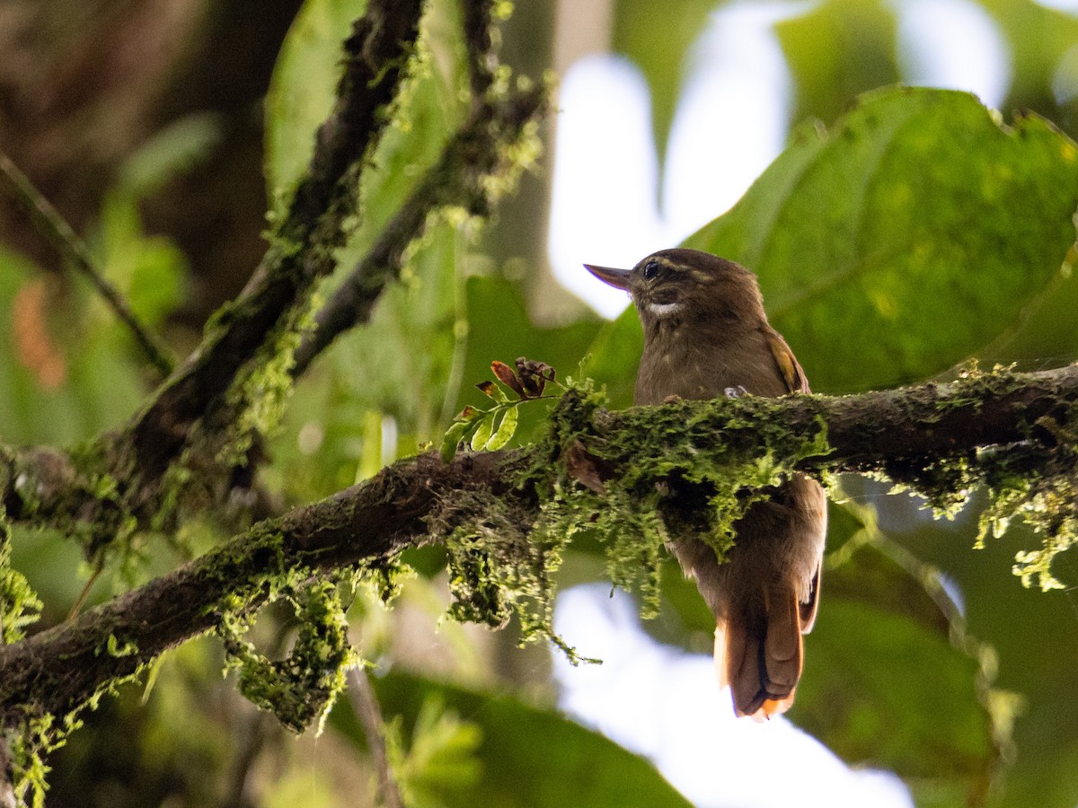 Northern Plain-Xenops - ML643856622