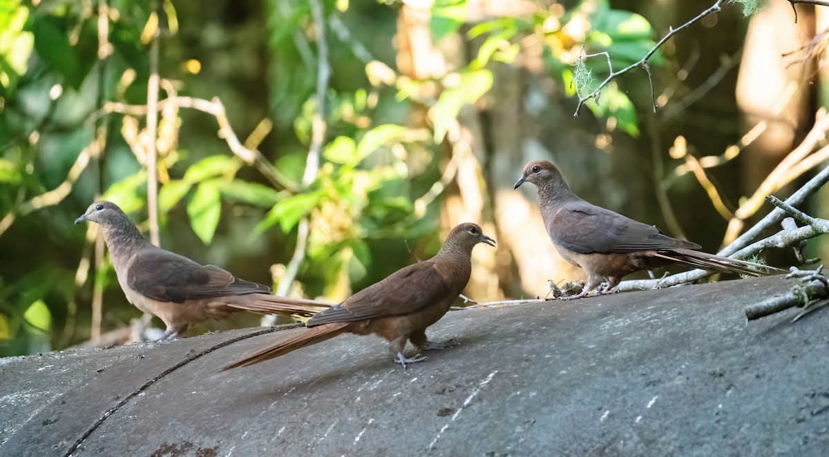 Brown Cuckoo-Dove - ML643856628