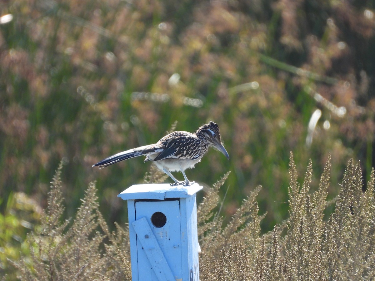 Greater Roadrunner - ML643856630