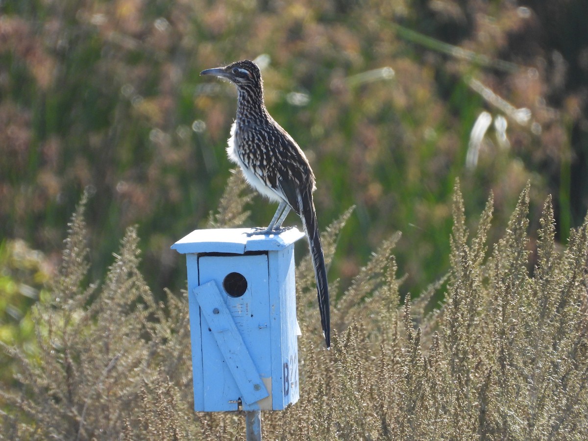 Greater Roadrunner - ML643856631