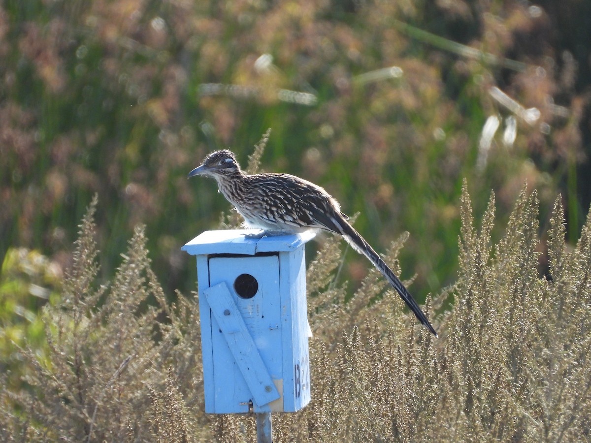 Greater Roadrunner - ML643856632
