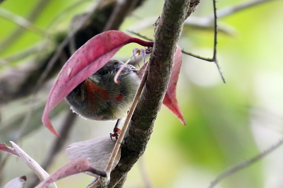 Crimson Sunbird - ML643856650