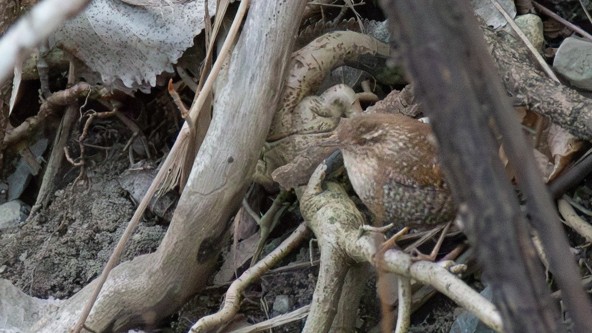 Winter Wren - ML643856651