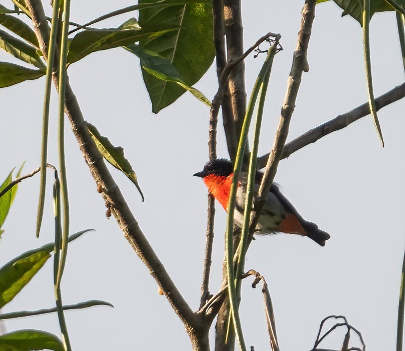 Mistletoebird - ML643856662