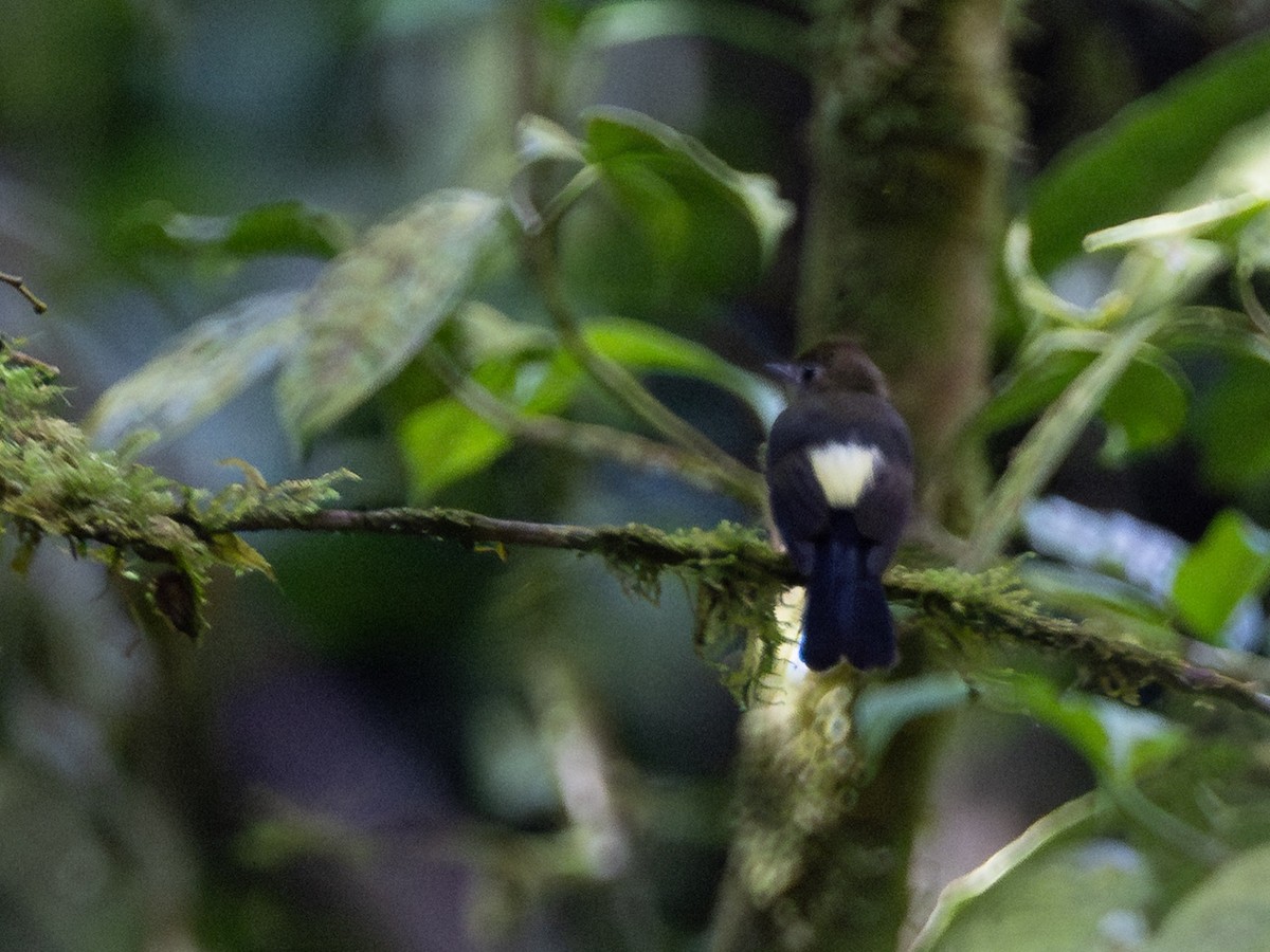 tyranovec sírovokostřecový - ML643856664