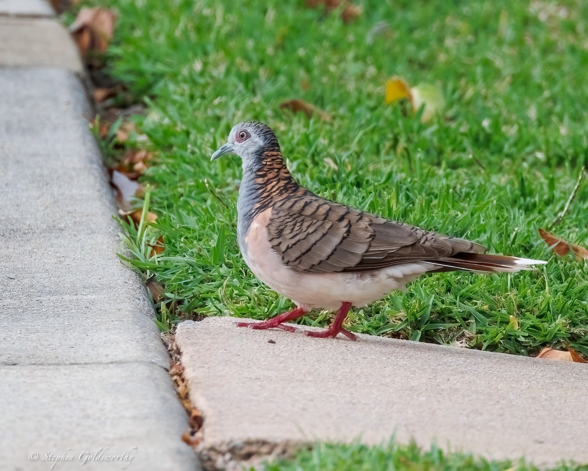 Bar-shouldered Dove - ML643856706