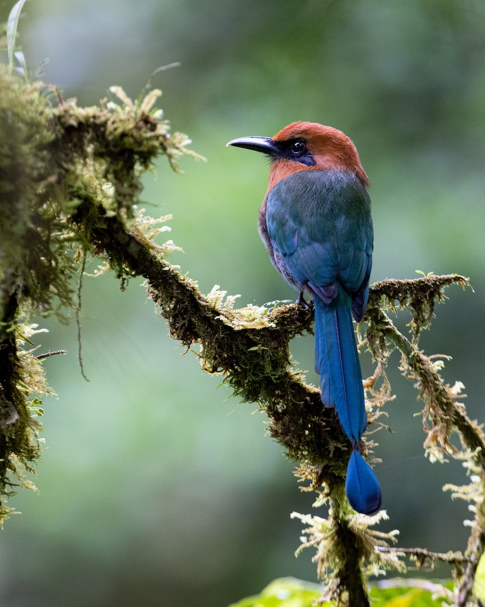 Broad-billed Motmot - ML643856707