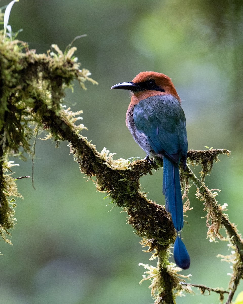 Broad-billed Motmot - ML643856708