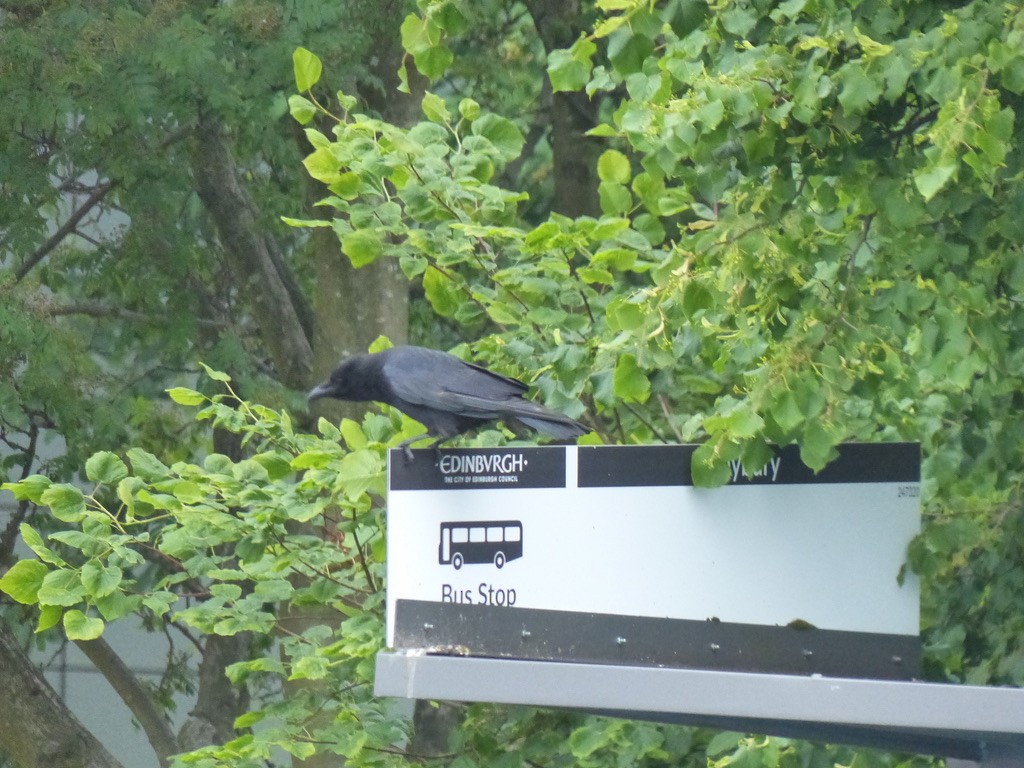 Common Raven - ML643856710