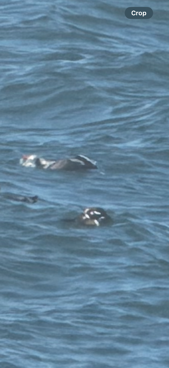 Arlequin plongeur - ML643856722