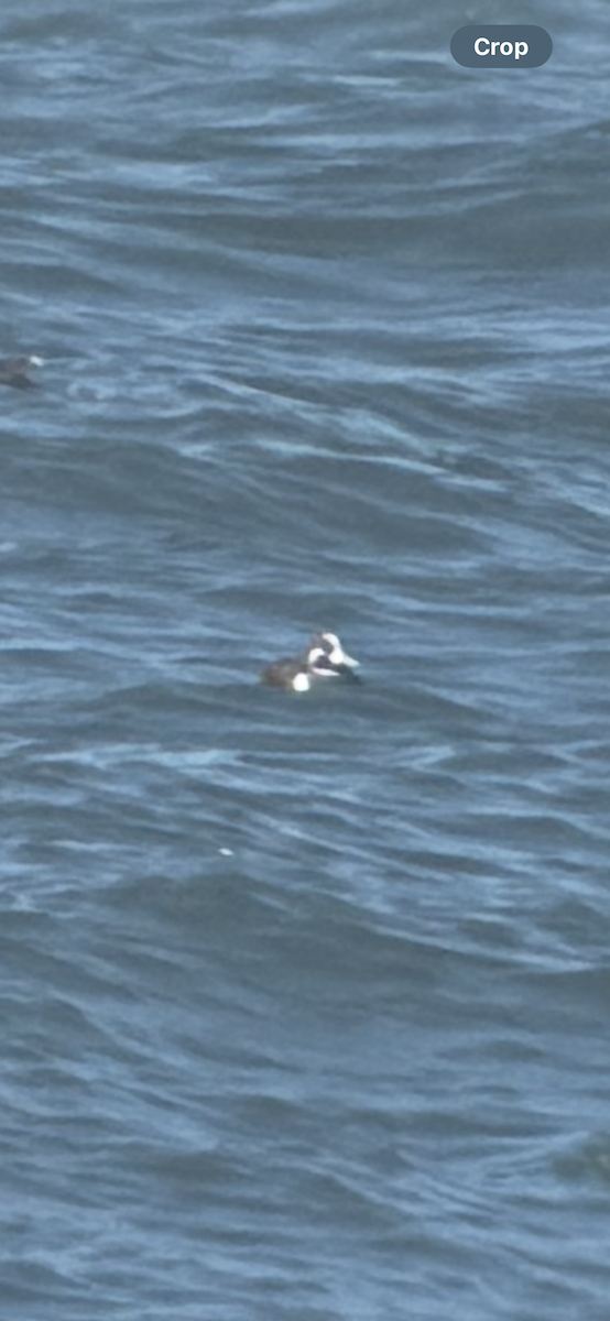 Arlequin plongeur - ML643856723