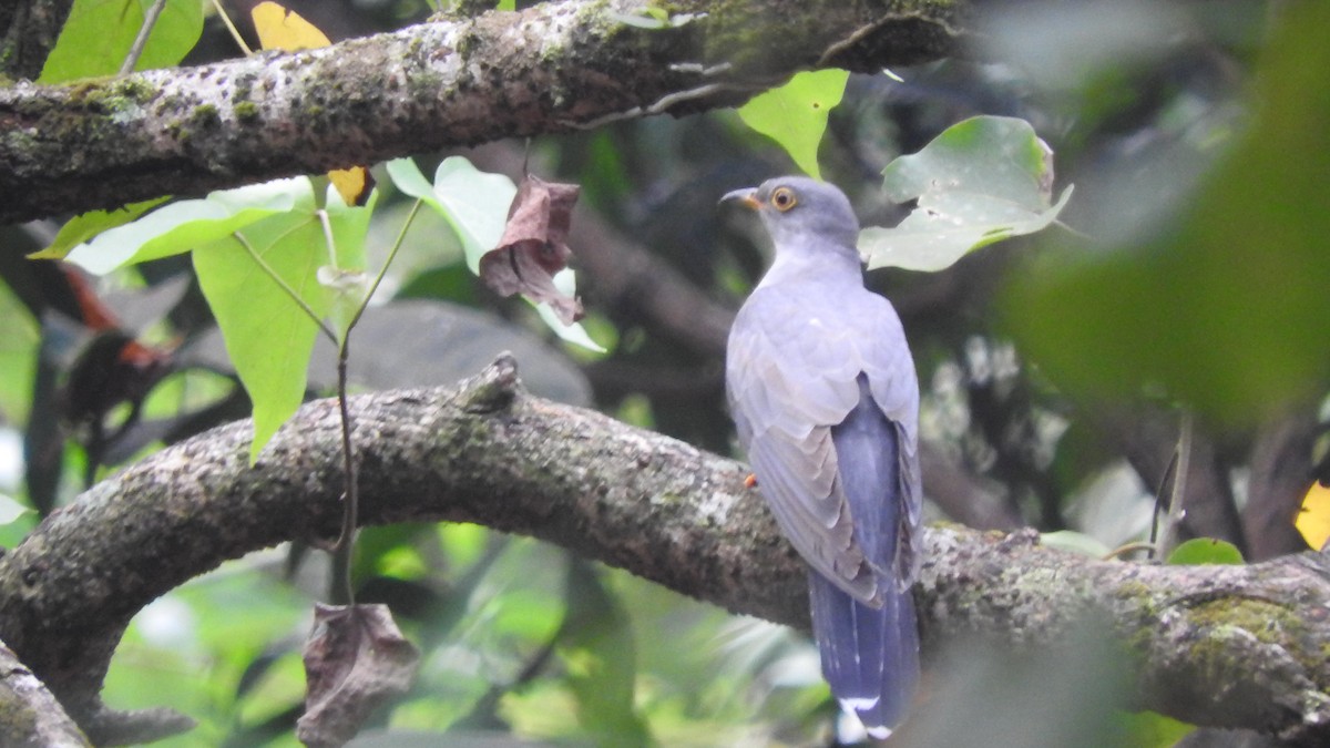 Common Cuckoo - ML643856733