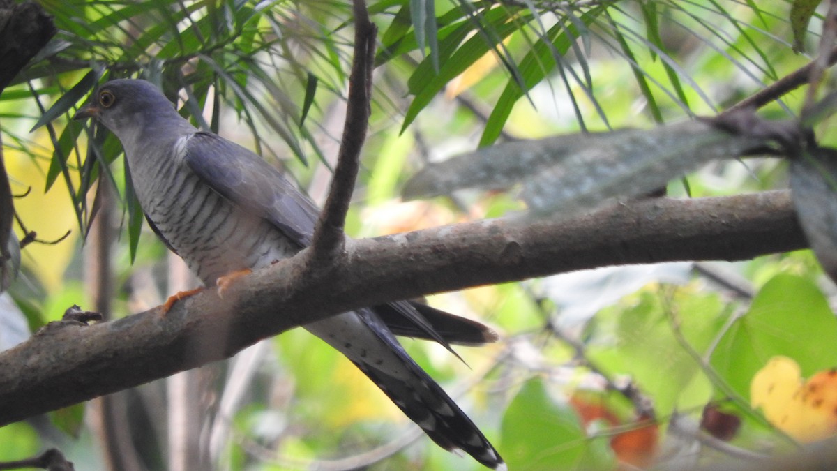 Common Cuckoo - ML643856734