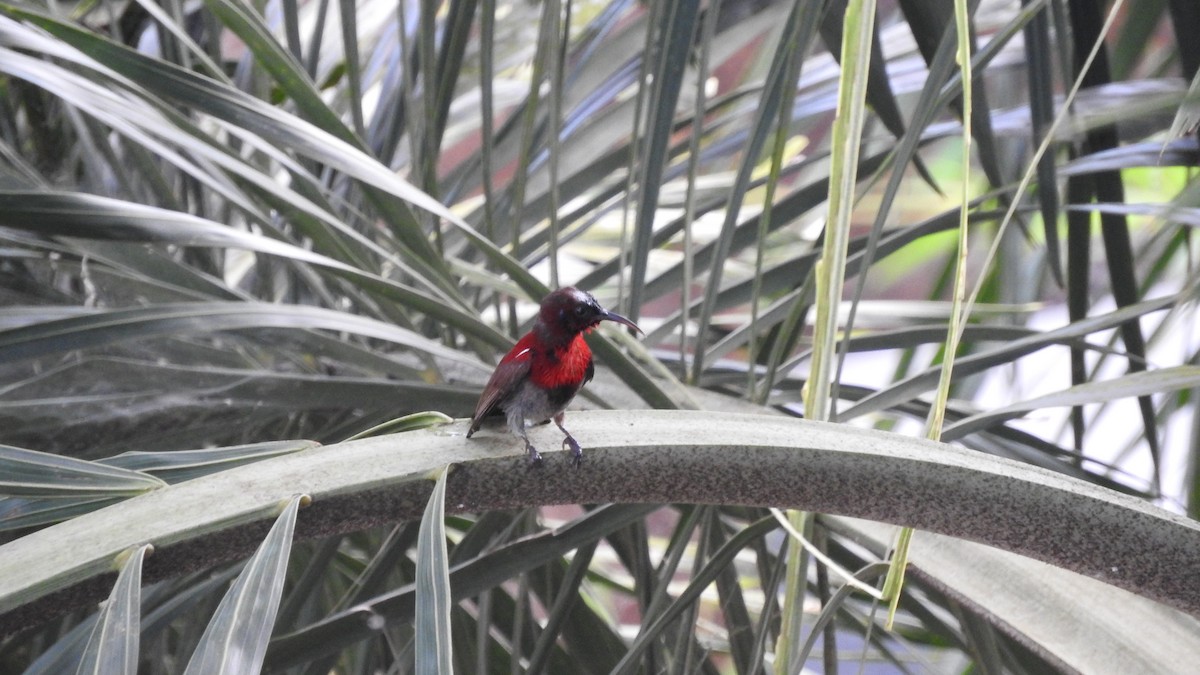 Vigors's Sunbird - ML643856759