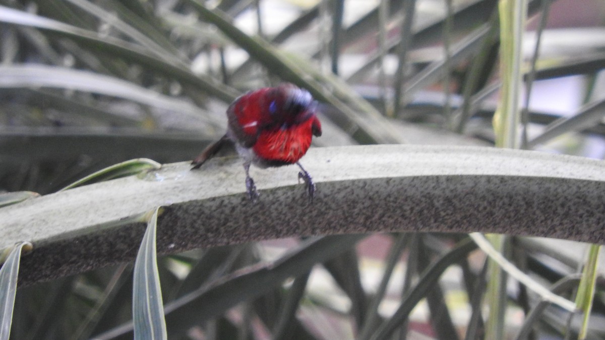 Vigors's Sunbird - ML643856760