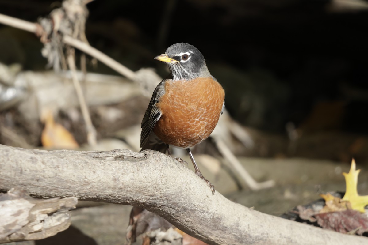 American Robin - ML643856761