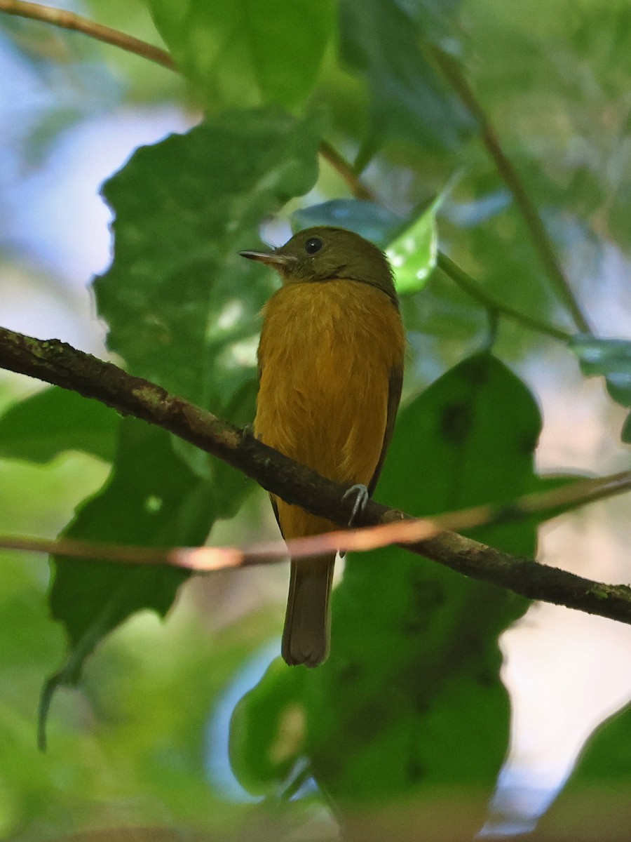 McConnell's Flycatcher - ML643856762