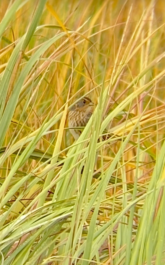 Saltmarsh Sparrow - ML643856770