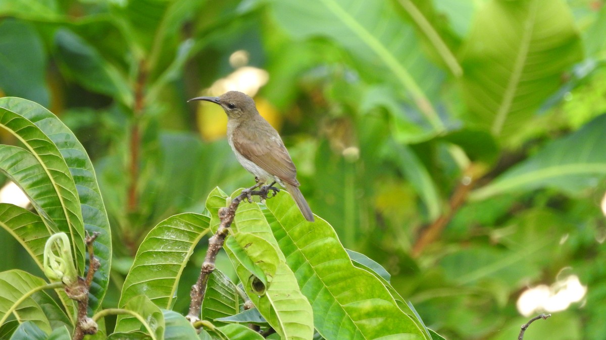 Vigors's Sunbird - ML643856771