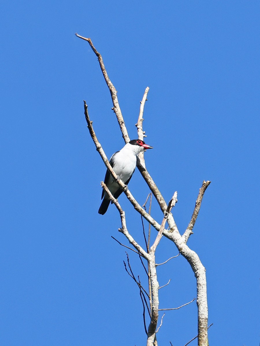 Black-tailed Tityra - ML643856772