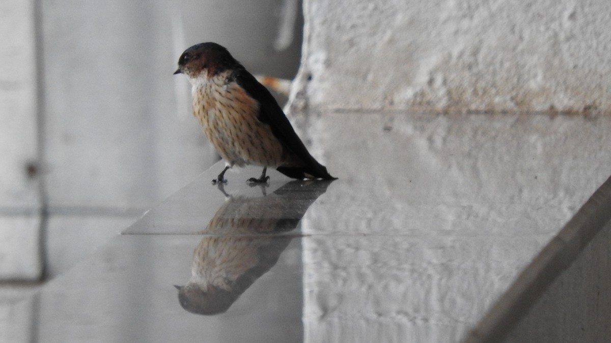 Eastern Red-rumped Swallow (Daurian) - ML643856775