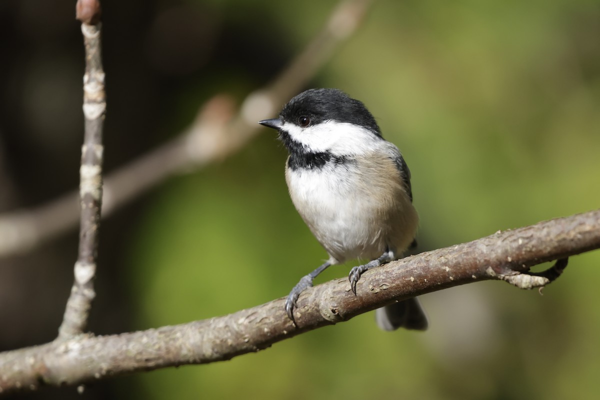 Black-capped Chickadee - ML643856777