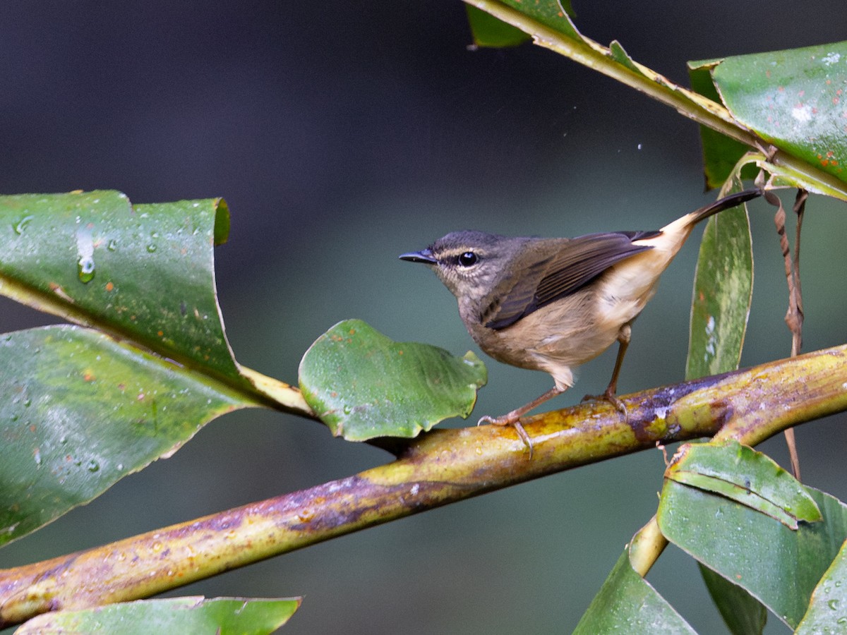 Buff-rumped Warbler - ML643856788