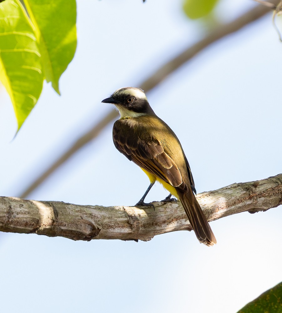 Rusty-margined Flycatcher - ML643856790
