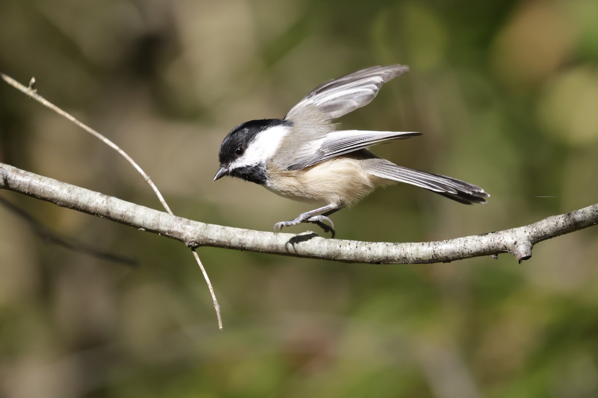 Black-capped Chickadee - ML643856794