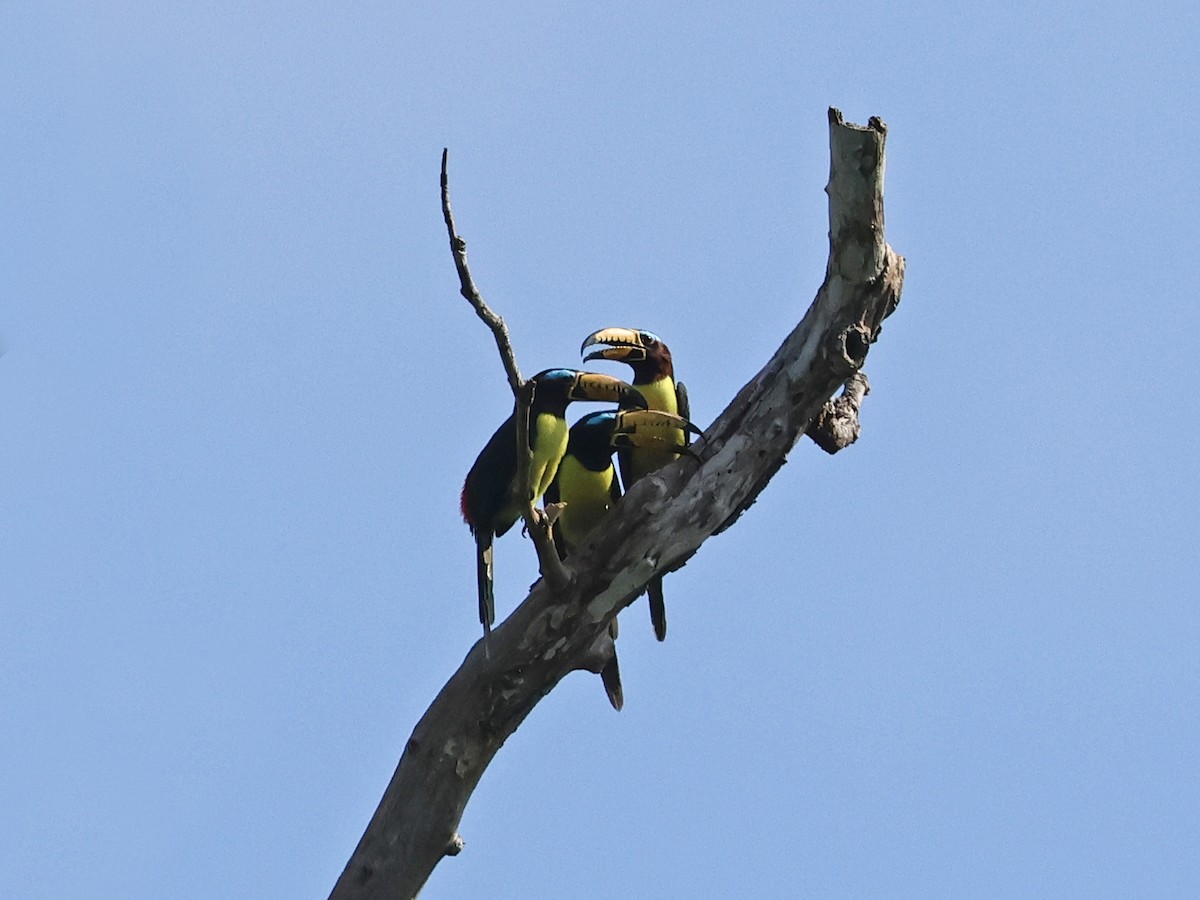 Lettered Aracari - ML643856795