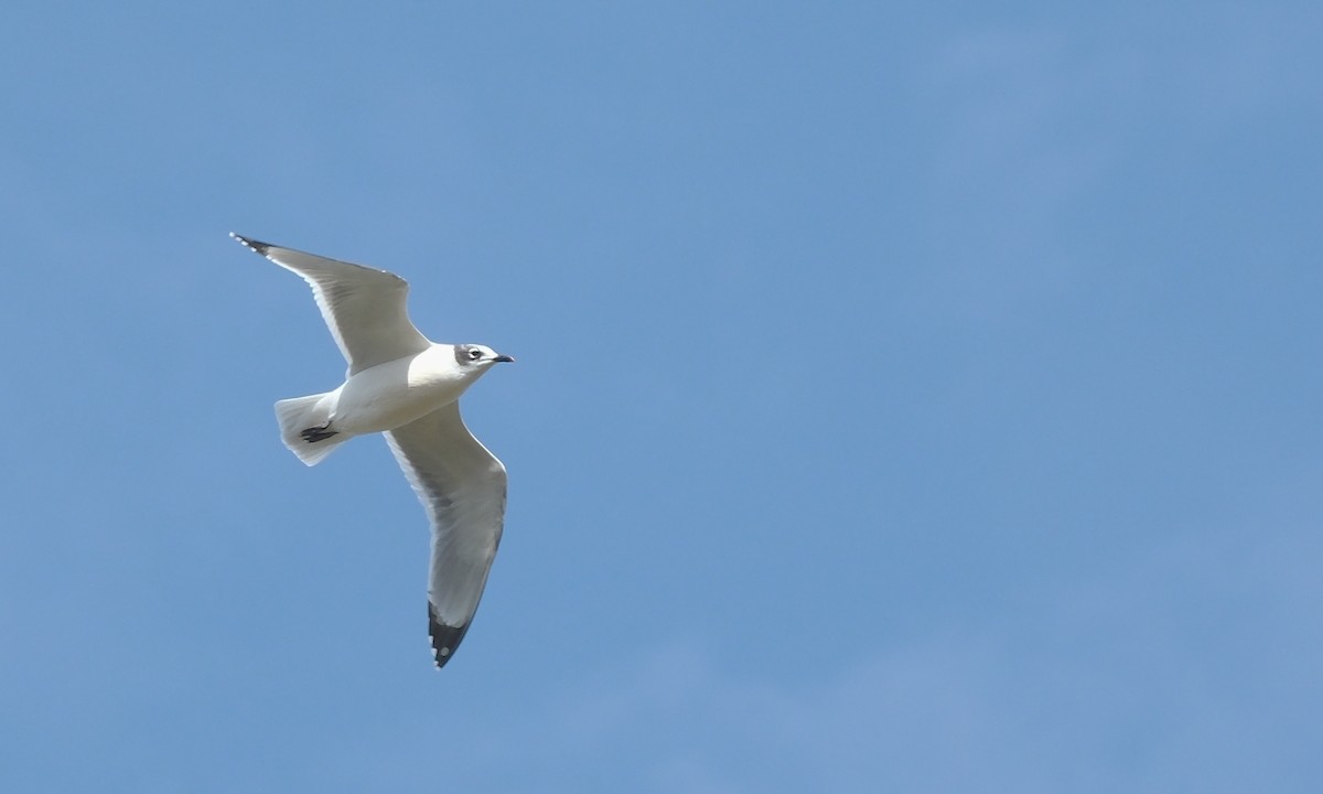 Franklin's Gull - ML643856810