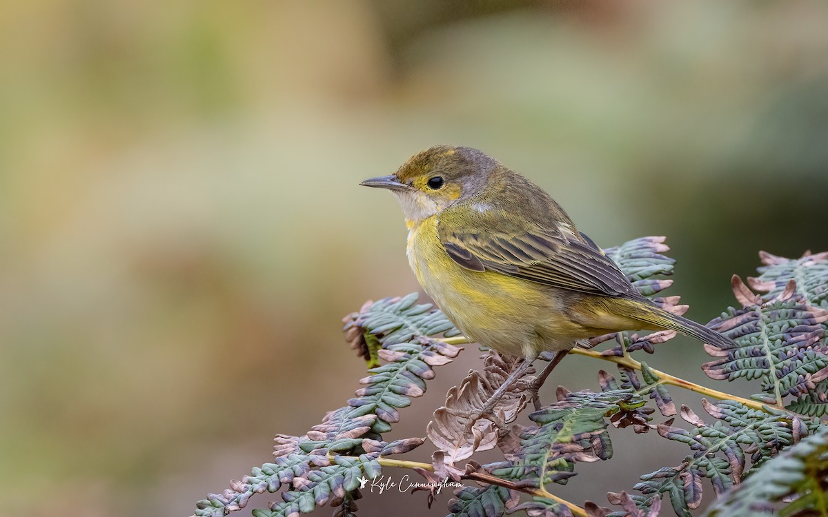 Yellow Warbler (Galapagos) - ML643856822