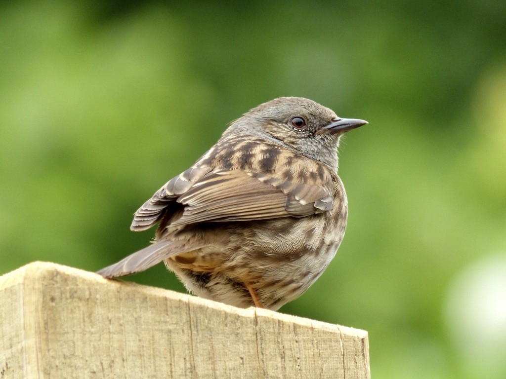 Dunnock - ML643856823
