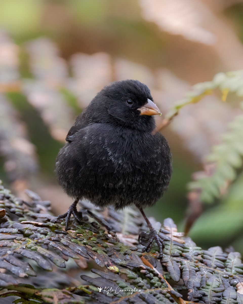 Small Ground-Finch - ML643856824