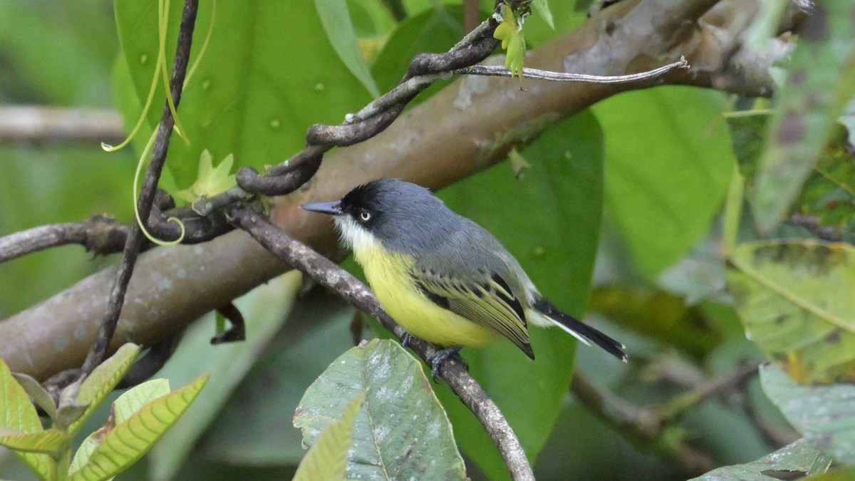 Common Tody-Flycatcher - ML643856828