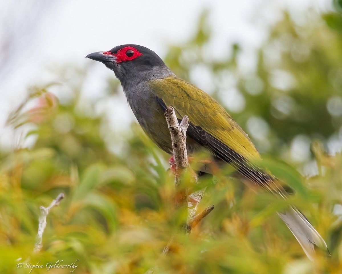 Australasian Figbird - ML643856830