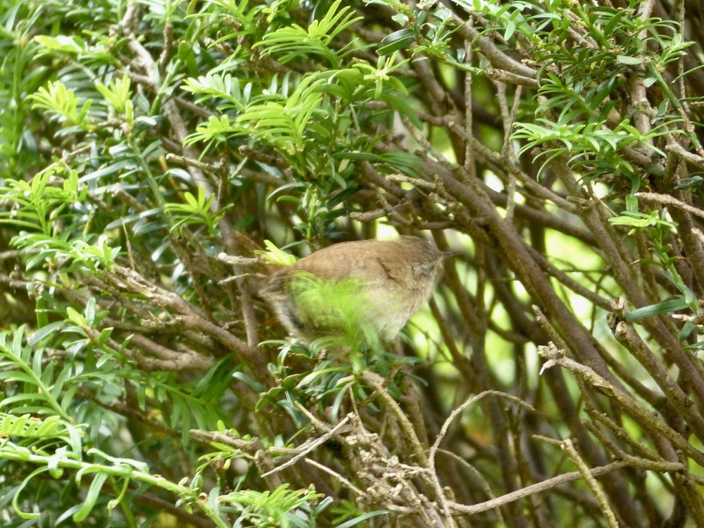 Txepetxa (indigenus) - ML643856831