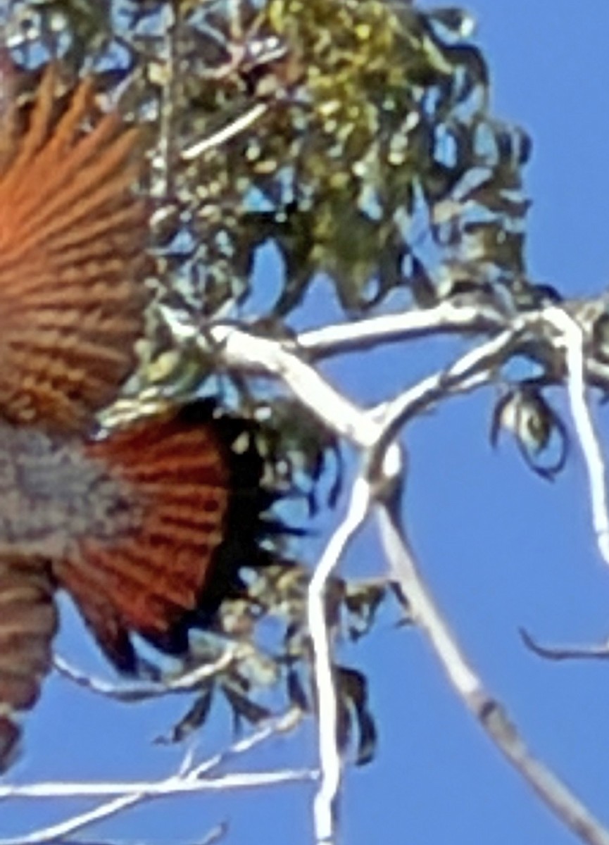 Northern Flicker (Red-shafted) - ML643856832