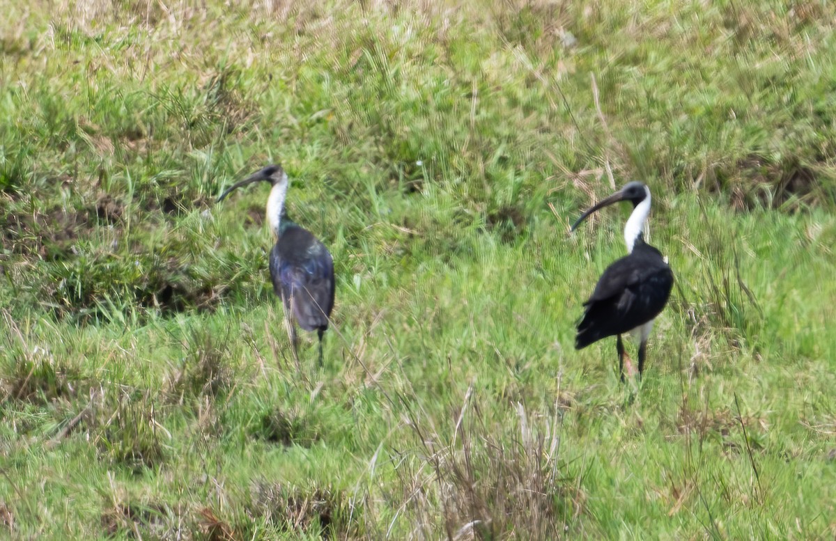 Straw-necked Ibis - ML643856833
